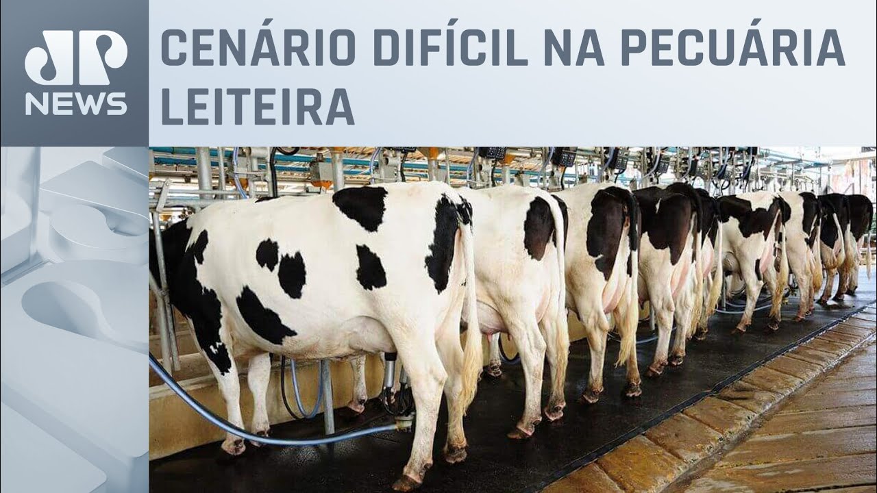 Alto custo na criação de vacas causa prejuízo para produtores de leite